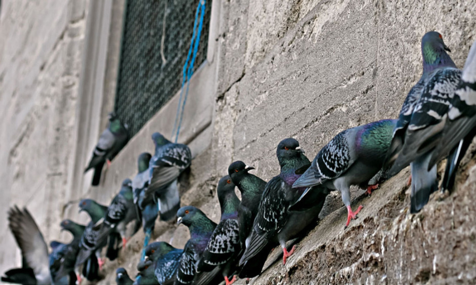 pigeon netting norwich